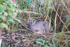 Klimkowa-osada-13.10-18