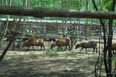 Wycieczka-do-Bolechowka-grupa-Sloneczka-i-Boze-Duszki-11.05-23