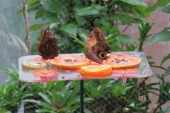 Wycieczka-do-Palmiarni-grupa-Promyczki-i-Aniolki-30.03-25