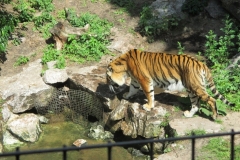 WYCIECZKA-DO-ZOO-08.06-21